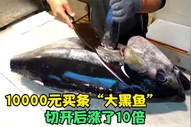 花10000元买条“大黑鱼”，去鳞像在削树皮，鱼肉像果冻，非常值视频封面