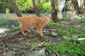 邻居家的橘猫，每天都来找我家猫咪玩，难道是看上我家小猫了