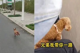 狗狗拼命奔跑追赶主人，过路男子热心伸出援手：兄弟上车我带你！视频封面