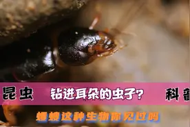 可以钻进耳朵的蠼螋虫视频封面