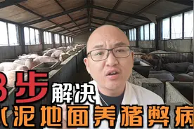 水泥地养猪弊病不小，怎么降低水泥地对猪的危害？只需做好3步视频封面