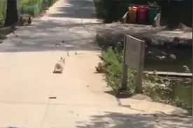 搞笑视频：吃啥好吃的呢？给我尝一口。哎呀，你别抢。