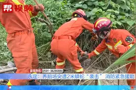 2米长！养鹅场遭蟒蛇“袭击”吓坏场主，消防员紧急抓捕控制视频封面