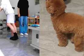 主人摔腿后狗狗模仿其走路 主人：刚开始不信 最后发现它故意的视频封面
