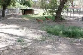 已灭绝的古老犬种，在隐秘山区发现，专家极其稀有视频封面