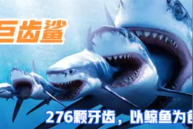 巨齿鲨有多恐怖，276颗牙齿，以鲸鱼为食，其大小是霸王龙的2倍视频封面