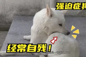 狗狗患上了“强迫症”，只要看到棍棒类东西，就会猛咬自己后腿！视频封面