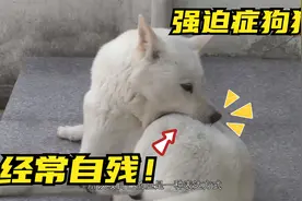 狗狗患上了“强迫症”，只要看到棍棒类东西，就会猛咬自己后腿！视频封面