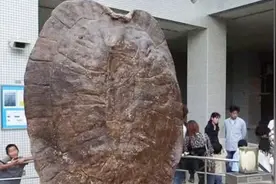 《西游记》中的“龟丞相”真的存在？这么大个，能载几个人？