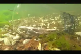 这个视频告诉我们，气味对鱼真的很重要视频封面