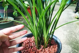 兰花长势差怎么办？只需4步，就能让植株旺长！视频封面