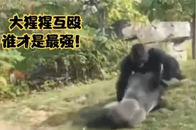 大猩猩吃素太香，为何吃素身体还如此的强壮，一拳都能打碎玻璃视频封面