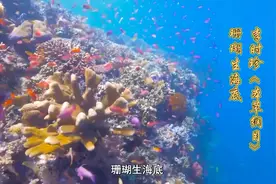 珊瑚，地球上最古老的海洋生物之一，你对它的了解还有哪些？