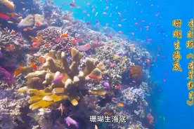 珊瑚，地球上最古老的海洋生物之一，你对它的了解还有哪些？