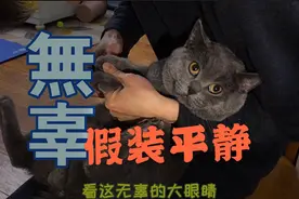 你见过剪指甲这么乖的猫咪吗，反抗？口吐芬芳？不存在的激萌奖金