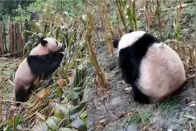 四川野生大熊猫下山觅食 村民组团围观打招呼“hello” 下秒亮了视频封面