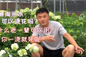 发酵淘米水可以浇花吗？什么情况下可以用？什么情况下不可以用？视频封面