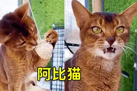 号称“迷你美洲狮”的阿比猫，性格却很温柔，呆萌的样子超可爱视频封面