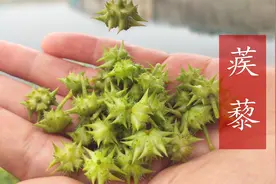 蒺藜，民间常用的一种草药，看看到底有啥价值与用途视频封面