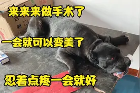 杀人犬眼部长了息肉，阿龙亲自主刀做手术，过程不忍直视视频封面