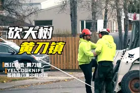加拿大林业维护清理街区大树｜刮大风树倒了老外如何清理｜黄刀镇视频封面