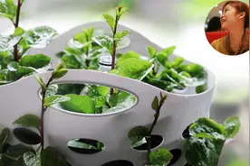 6月种什么菜，这些果菜叶菜最省心，吃到深秋｜一定要种的懒人菜视频封面