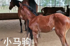 养马场出生两匹纯血小马驹，人工喂养比母乳养的瘦弱，很贵
