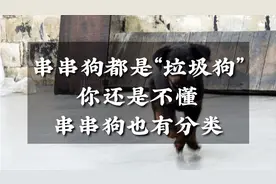 别小看土狗，中华田园犬花色也漂亮，串串狗分很多种