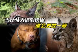 当“犬界战神”比特犬，遇到“屠狼机器”猞猁，谁会更胜一筹？视频封面