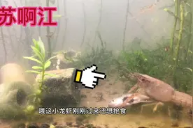 实拍到小龙虾在自制鱼缸里吃小鱼的场景…