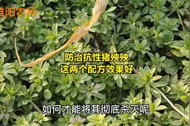 防治麦田猪殃殃等阔叶杂草，用这两个配方，除草干净又安全视频封面
