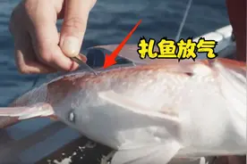 海里钓上的鱼放生时，为啥要在肚子上扎个洞？不扎就会死？
