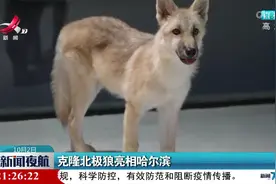 克隆北极狼亮相哈尔滨视频封面