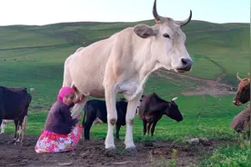 奶酪之王！古法秘制的廷丁奶酪，是高加索人的智慧结晶视频封面