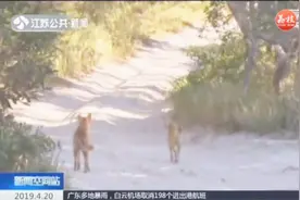 14个月大男婴露营车内被野狗拖走,父亲追上搏斗,从狗嘴里救下儿子视频封面