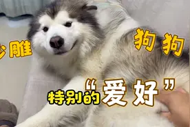 蠢萌狗狗太奇葩了，被主人打屁股居然还很喜欢，简直太沙雕了视频封面