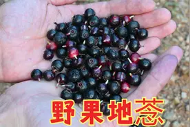 “地菍”野果您吃过吗？果实摘点回去泡酒，还是天然的补钙水果视频封面