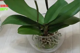 “水培”蝴蝶咋养？记住他说的“3点”，养不死还年年开花！视频封面