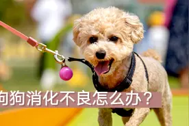 狗狗消化不良怎么办？不妨看看这个