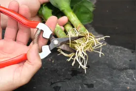 富贵竹这些根全部剪掉，有什么好处，看完明白了视频封面