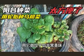 零下20度冻不死的乌塌菜，天气越冷越好吃，用轮胎种真方便视频封面