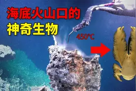 生活在海底火山口的生物你见过吗？450℃高温下要如何生存？
