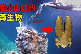 生活在海底火山口的生物你见过吗？450℃高温下要如何生存？视频封面
