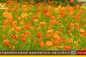 “夏之恋”花海盛宴！湖南省植物园迎来最佳观赏期，快来打卡！视频封面