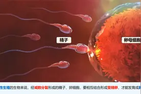 【第14课】（最新版）高中生物必修二《遗传与进化》系列视频课视频封面