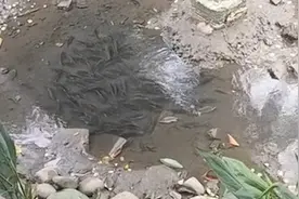 女子路过小水沟发现一片鱼群，站岸上发愁时急坏网友：先堵口子啊视频封面