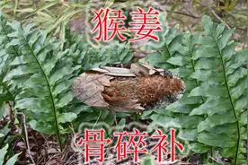 古时候的黑玉断续膏，常用到骨碎补植物，农村人也叫接骨草