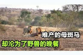 怀孕斑马难产倒地，先被秃鹫掏空肚子，后被雄狮分食，太惨了视频封面
