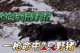 海外狩猎，移动靶射击到底有多爽，一枪居然命中2头大野猪。视频封面