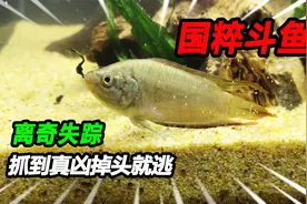 造了价值500元的国斗缸，可是国粹斗鱼离奇失踪，发现凶手竟要逃视频封面